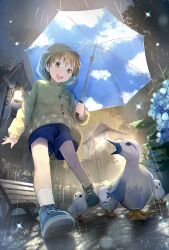 1boy bird blue_shoes blue_shorts brown_eyes brown_hair cocolo_(co_co_lo) commentary_request foreshortening from_below highres holding holding_umbrella hood hood_up long_sleeves male_focus open_mouth original outdoors rain raincoat shoes short_hair short_shorts shorts socks teeth umbrella upper_teeth_only white_socks