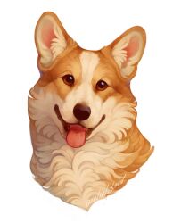 Rule 34 | animal, animal ear fluff, animal focus, brown eyes, brown fur, cropped head, dog, fluffy, giulialibard, highres, looking at viewer, no humans, open mouth, original, realistic, signature, simple background, smile, solo, tongue, tongue out, welsh corgi, white background