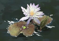 flower flower_focus green_background highres leaf lily_pad no_humans original plant plant_focus realistic signature simple_background still_life water water_lily_flower white_flower yamabuki_(haruirokerria)