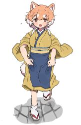 010mzam 1girl alternate_costume animal_ears apron blue_apron blush brown_eyes brown_hair clothes_lift dog_(shiba_inu)_(kemono_friends) dog_ears dog_girl dog_tail flying_sweatdrops hair_between_eyes highres japanese_clothes kemono_friends kimono kimono_lift long_sleeves looking_at_viewer multicolored_hair sandals short_hair sidelocks socks solo sweatdrop tabi tail two-tone_hair white_hair white_socks yellow_kimono