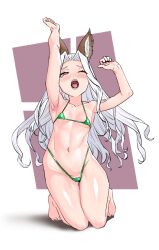 1girl animal_ears arms_up bikini blush breasts erune full_body granblue_fantasy highleg highleg_bikini kneeling long_hair micro_bikini navel open_mouth pubic_hair pubic_hair_peek red_eyes scathacha_(granblue_fantasy) small_breasts solo swimsuit variant_set white_hair yawning yggsil