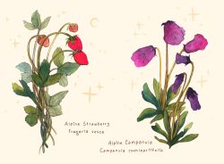 Rule 34 | bellflower, crescent, english text, flower, flower focus, food, food focus, fruit, highres, leaf, lianne pflug, no humans, original, plant, plant focus, purple flower, simple background, sparkle, strawberry, traditional media