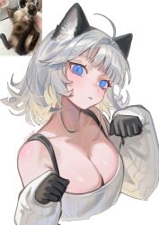 1girl ahoge animal_ear_fluff animal_ears black_gloves blue_eyes blunt_bangs blush breasts cat_ears cleavage collarbone commentary english_commentary gloves hair_intakes highres mae_algae original reference_photo sleeves_past_wrists solo sweater upper_body white_background white_hair