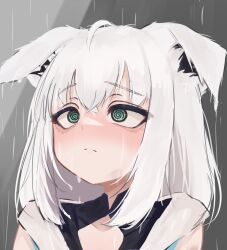 Rule 34 | 1girl, @ @, absurdres, animal ears, blue eyes, closed mouth, collarbone, grey background, highres, hololive, looking up, lucien 000298, medium hair, open clothes, portrait, rain, sad, shirakami fubuki, simple background, solo, solo focus, upper body, virtual youtuber, white hair