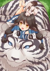 1girl aged_up ainu_clothes animal animal_ears animal_on_head aquaplus aruruu bare_legs barefoot black_hair blue_eyes blush dress eyelashes feet from_above full_body fur gachatara gradient_eyes grass hair_between_eyes highres inariko layered_sleeves long_hair long_sleeves looking_at_viewer low-tied_long_hair lying mukkuru multicolored_eyes on_head open_mouth orange_eyes outdoors raised_eyebrows sidelocks tiger tiger_ears tongue twintails utawarerumono utawarerumono:_itsuwari_no_kamen very_long_hair wide_sleeves yellow_eyes