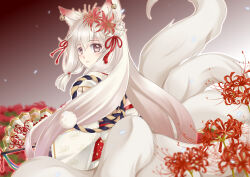 1girl absurdres alice_closet animal_ear_fluff animal_ears bell closed_mouth commentary_request ear_bell flower folding_fan fox_ears fox_girl fox_tail hair_flower hair_ornament hair_ribbon hand_fan highres holding holding_fan japanese_clothes jingle_bell kimono kitsune kyuubi long_hair looking_at_viewer looking_back multiple_tails purple_eyes red_flower red_ribbon ribbon sakura_(alice_closet) shiikasan solo spider_lily tail upper_body very_long_hair white_hair white_kimono