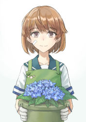 1girl apron bandaid bandaid_on_cheek bandaid_on_face blue_flower blue_sailor_collar brown_eyes brown_hair closed_mouth flower flower_pot gloves green_apron hair_between_eyes highres holding holding_flower_pot holding_pot kantai_collection leaf looking_at_viewer oboro_(kancolle) pot sailor_collar school_uniform serafuku short_hair short_sleeves simple_background solo taruya white_background white_gloves