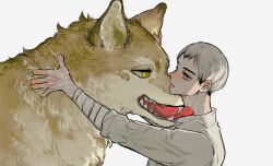1boy adam&#039;s_apple animal animalization bandaged_arm bandages black_hair coco_(238243) collared_shirt colored_tips commentary fangs grey_hair haikyuu!! hand_on_another&#039;s_ear highres kita_shinsuke licking licking_another&#039;s_neck lower_teeth_only male_focus miya_atsumu multicolored_hair open_mouth parted_bangs saliva sharp_teeth shirt short_hair simple_background symbol-only_commentary teeth tongue tongue_out white_background white_shirt wolf yellow_eyes
