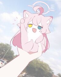 absurdres animalization blue_archive blue_eyes cat commentary_request halo hedgehog_lift_(meme) heterochromia highres hoshino_(blue_archive) lattes2 meme photo_background pink_halo ponta_itachi tagme yellow_eyes