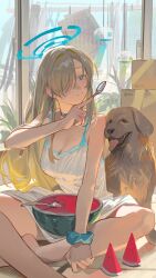 1girl absurdres alternate_costume asuna_(blue_archive) bare_shoulders barefoot blonde_hair blue_archive blue_eyes blue_halo box breasts cleavage closed_mouth dog dress food fruit hair_over_one_eye halo highres holding holding_spoon indian_style large_breasts long_hair mole mole_on_breast omurice_(304975636) plant scrunchie sitting solo spoon tatami tongue tongue_out very_long_hair watermelon watermelon_slice white_dress window wrist_scrunchie