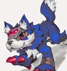 Rule 34 | all fours, blue fur, body fur, digimon, digimon (creature), fangs, forehead jewel, full body, grey background, highres, loogamon, red eyes, sayoko404, simple background, wolf