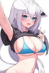 1girl absurdres ahoge alternate_breast_size animal_ear_fluff animal_ears bikini bikini_top_only blush braid breasts deaver fang fox_ears fox_girl fox_tail green_eyes hair_between_eyes highres hololive large_breasts long_hair looking_at_viewer navel open_mouth shirakami_fubuki sidelocks single_braid skin_fang solo swimsuit swimsuit_under_clothes tail virtual_youtuber wet white_background white_hair