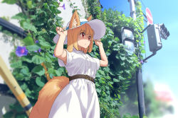 1girl animal_ear_fluff animal_ears arukiru belt blonde_hair blurry commentary_request day depth_of_field dress ears_through_headwear female_focus fox_ears fox_tail hat highres ivy medium_hair original outdoors red_eyes road_sign short_sleeves sign solo sun_hat sweat tail traffic_light white_dress white_hat