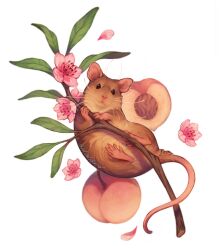 Rule 34 | animal, animal focus, brown fur, commentary, commission, english commentary, flower, food, fruit, giulialibard, highres, holding, leaf, looking at viewer, mouse (animal), no humans, original, peach, peach blossom, pink flower, realistic, signature, simple background, solo, twig, whiskers, white background