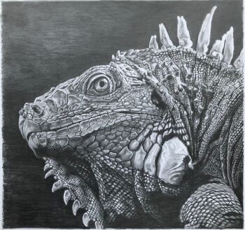 Rule 34 | animal, animal focus, commentary, david salter, english commentary, graphite (medium), greyscale, highres, iguana, lizard, monochrome, no humans, original, photo-referenced, photorealistic, realistic, traditional media