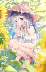 Rule 34 | 1girl, absurdres, amane kanata, angel, angel wings, bare shoulders, blue hair, collarbone, colored inner hair, dress, eme (emeralda), feet, field, flower, flower field, grey hair, grin, halo, hat, highres, hololive, long hair, looking at viewer, multicolored hair, purple eyes, sandals, smile, solo, squatting, star halo, straw hat, sun hat, sundress, sunflower, sunflower field, thigh strap, toes, virtual youtuber, white dress, wings