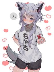 1girl animal_ears black_shorts blue_eyes blush box braid closed_mouth cowboy_shot diamond_in_eye fox_ears fox_girl fox_tail gift gift_box grey_hair hair_ribbon hand_on_own_hip heterochromia highres holding holding_gift incoming_gift indie_virtual_youtuber kararage_tsune looking_at_viewer parted_bangs pink_eyes purple_ribbon ribbon second-party_source shirt short_hair_with_long_locks shorts sidelocks single_braid solo speech_bubble t-shirt tail ururu_uru virtual_youtuber white_background white_shirt