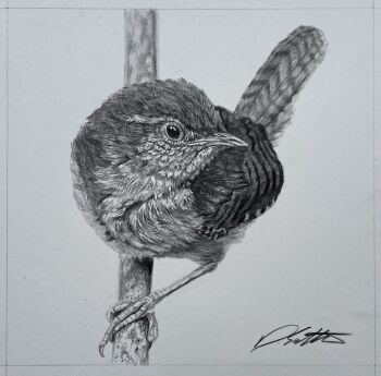 Rule 34 | animal, animal focus, bird, commentary, david salter, english commentary, greyscale, highres, monochrome, no humans, original, photo-referenced, photo (medium), photorealistic, realistic, signature, traditional media, wren (bird)