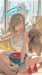 1girl absurdres alternate_costume asuna_(blue_archive) bare_shoulders barefoot blonde_hair blue_archive blue_eyes blue_halo box breasts cleavage closed_mouth dog dress food fruit hair_over_one_eye halo highres holding holding_spoon indian_style indoors large_breasts long_hair mole mole_on_breast omurice_(304975636) plant scrunchie sitting solo spoon tatami tongue tongue_out very_long_hair watermelon watermelon_slice white_dress window wrist_scrunchie