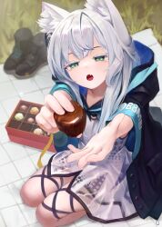 1girl absurdres animal_ear_fluff animal_ears arknights black_jacket black_shoes blanket box box_of_chocolates cat_ears commentary day dress eyebrows_hidden_by_hair feeding food grass green_eyes grey_hair highres holding holding_food hood hood_down hooded_jacket jacket long_sleeves open_clothes open_jacket outdoors rosmontis_(arknights) see-through_clothes seiza shoes sitting solo unworn_shoes white_dress whonyang