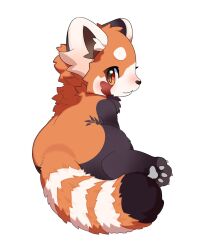 1boy animal_ears animal_feet chibi chibi_only chibikemo claws commentary digitigrade english_commentary fluffy_land from_behind furry furry_male garnet_(fluffy_land) highres kikugawa_ru looking_at_viewer male_focus official_art orange_eyes pawpads red_panda_boy red_panda_ears red_panda_tail second-party_source simple_background sitting snout solo tail white_background
