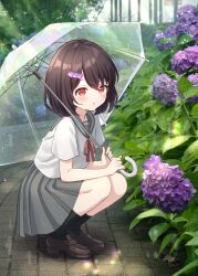 1girl absurdres black_socks blush bob_cut brown_hat commentary flower full_body grey_sailor_collar grey_skirt hair_flower hair_ornament hanazora_satsuki hat highres holding holding_umbrella hydrangea loafers looking_at_viewer miniskirt mochi_(hanazora_satsuki) neck_ribbon original outdoors parted_lips pleated_skirt purple_flower red_eyes red_ribbon ribbon sailor_collar school_uniform serafuku shirt shoes short_hair short_sleeves skirt slav_squatting socks solo squatting transparent transparent_umbrella umbrella umbrella_over_shoulder white_shirt