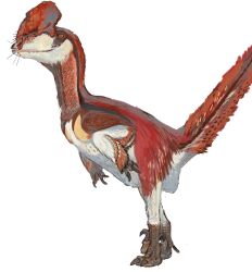 Rule 34 | absurdres, animal focus, claws, comb (chicken), deinonychus, dinosaur, feathered dinosaur, feathered wings, highres, jurassic world, mossacannibalis, no humans, prehistoric animal, raptor, talons, white background, wings