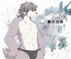 1boy animal_ear_fluff animal_ears bara biceps black_male_underwear bulge character_name closed_mouth commentary_request dog_boy dog_ears dog_nose dog_tail furry furry_male grey_fur grey_hair kitaguni_paruma_(dosanco15) kouya_aotsuki looking_to_the_side male_focus male_underwear morenatsu muscular muscular_male navel nipples pectorals smile tail topless_male translated underwear