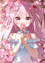 1girl absurdres blurry blurry_background blush character_request cherry_blossoms commentary_request covering_own_mouth depth_of_field dollive dress flower frilled_dress frills hair_between_eyes hair_ornament hairclip highres holding holding_flower multicolored_hair petals pink_eyes pink_flower pink_hair rissenka solo streaked_hair two_side_up white_dress