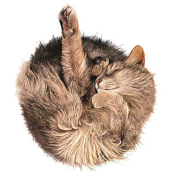 animal animal_focus artist_name cat closed_eyes closed_mouth commentary_request grey_cat grey_fur highres kamimon2016 no_humans original simple_background sleeping white_background