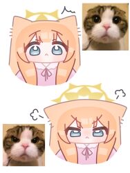 Rule 34 | 1girl, absurdres, angry, animal ears, blue archive, blue eyes, blush, cat, cat ears, cat girl, closed mouth, halo, highres, horuhara, looking at viewer, mari (blue archive), meme, orange hair, photo-referenced, pink shirt, shirt, yellow halo