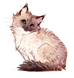 Rule 34 | :3, animal, animal focus, blue eyes, brown fur, cat, colorpoint, ear tufts, fluffy, giulialibard, highres, looking at viewer, no humans, original, realistic, simple background, sitting, snout, solo, whiskers, white background