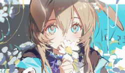 Rule 34 | 1girl, amiya (arknights), animal ear fluff, animal ears, arknights, black coat, blue background, blue eyes, blue sweater, border, brown hair, chinese commentary, coat, collared coat, commentary request, covered mouth, daisy (flower), dated, dot nose, eyelashes, flower, flower to mouth, hair between eyes, highres, holding, holding flower, kitakawayui, letterboxed, light blush, light particles, long hair, looking at viewer, open clothes, open coat, outside border, rabbit ears, shadow, sidelocks, solo, sweater, upper body, white border, white flower