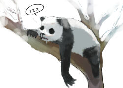 1boy absurdres animal_ears claws closed_eyes commentary_request drooling furry furry_male highres jujutsu_kaisen kuro_shiraga on_branch open_mouth panda_(jujutsu_kaisen) panda_boy panda_ears saliva sleeping speech_bubble spoken_zzz squeans white_background zzz