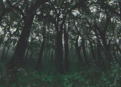 23i2ko blurry bush day depth_of_field forest from_below green_theme grey_sky leaf nature no_humans original plant scenery sky tree vines