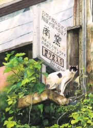 animal_focus building cable cat highres leaf no_humans original painting_(medium) plant sign traditional_media vines watercolor_(medium) wooden_wall yuki_furasi