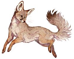 Rule 34 | animal, animal focus, brown fur, claws, fox, giulialibard, kit fox, long body, no humans, original, realistic, simple background, solo, white background