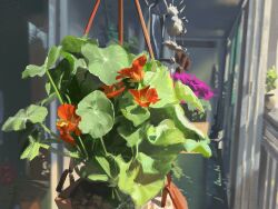 flower flower_focus gugugu703 hanging_plant highres leaf no_humans orange_flower original photorealistic plant plant_focus purple_flower realistic shadow still_life sunlight