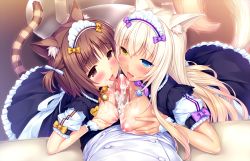 10s 1boy 2girls animal_ear_fluff animal_ears asymmetrical_paizuri azuki_(nekopara) bell blonde_hair blue_eyes blush bow breast_hold breasts breasts_out brown_eyes brown_hair cat_ears cat_girl cat_tail coconut_(nekopara) collar cooperative_fellatio cooperative_paizuri cum cum_on_body cum_on_breasts cum_on_upper_body decensored facial fellatio ffm_threesome game_cg group_sex half-closed_eyes hetero heterochromia indoors large_breasts long_hair maid maid_headdress multiple_girls naizuri naughty_face neck_bell neko_works nekopara nipples oral paizuri penis purple_bow ribbon saliva sayori_(neko_works) short_hair short_twintails slit_pupils small_breasts striped_tail tail teamwork_(sexual) third-party_edit threesome tongue tongue_out twintails uncensored yellow_bow yellow_eyes