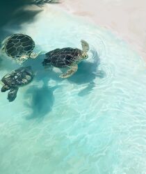 animal animal_focus beach day highres nature no_humans ocean original outdoors painterly sand sara_(srsrmrmr) scenery tortoise turtle water