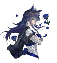 1girl animal_ear_fluff animal_ears arknights arm_strap black_coat black_hair blue_flower blue_gloves blue_hair blue_necktie blue_shorts closed_mouth coat coat_on_shoulders fingerless_gloves flower gloves gradient_hair kasumi_yuzuha long_hair long_sleeves looking_at_viewer multicolored_hair necktie shirt shorts sidelocks simple_background solo texas_(arknights) texas_the_omertosa_(arknights) upper_body white_background white_shirt wolf_ears wolf_girl