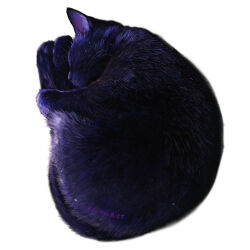 Rule 34 | animal, animal focus, artist name, black cat, black fur, cat, closed eyes, commentary request, highres, kamimon2016, no humans, original, simple background, sleeping, white background
