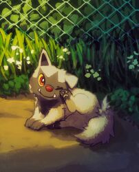 aruco_co black_fur chain-link_fence closed_mouth colored_sclera commentary fangs fence flower full_body gen_3_pokemon grass grey_fur highres leaf looking_at_viewer nintendo no_humans on_ground one_eye_closed outdoors pawpads plant pokemon pokemon_(creature) poochyena red_eyes scratching_head scratching_with_foot sitting solo two-tone_fur white_flower yellow_sclera