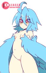 10:16 1girl animated animated_gif avian_humanoid bad_tag blue_hair blue_wings blush bouncing_breasts breasts diives duplicate feathers female female_focus harpy heart looping_animation monster_girl monster_girl_(genre) monster_musume monster_musume_no_iru_nichijou navel nipples nude papi_(monster_musume) patreon pussy small_breasts solo sехual thick_thighs thighs video wings