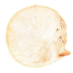 animal animal_focus artist_name cat closed_eyes commentary_request highres kamimon2016 no_humans original simple_background sleeping white_background white_cat white_fur