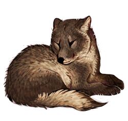 Rule 34 | animal, animal focus, arctic fox, baby animal, brown fur, closed eyes, fox, giulialibard, highres, no humans, original, realistic, simple background, sleeping, snout, solo, whiskers, white background