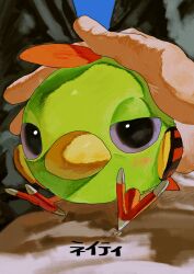 bird gen_2_pokemon highres looking_at_viewer natu nintendo ookiitora128706 petting pokemon pokemon_(creature) pov pov_hands sitting