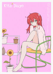 1girl absurdres bocchi_the_rock! border bottomless character_name closed_mouth eyelashes feet flower full_body green_eyes hair_between_eyes hand_on_own_cheek hand_on_own_face happy highres kita_ikuyo leg_up long_hair long_sleeves messy_hair moonfire on_chair pink_background plant potted_plant red_hair shadow sidelocks sitting sleeves_past_fingers sleeves_past_wrists smile solo sprout sunflower sweater toes white_border white_sweater yellow_flower