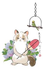 :3 animal_focus animated animated_gif bird blue_eyes blue_flower cat chinese_text facial_mark flower forehead_mark full_body half-closed_eyes hand_fan highres holding holding_fan junsun looking_at_viewer no_humans non-repeating_animation original parrot purple_flower smile standing traditional_media translation_request watermark weibo_watermark whiskers white_background