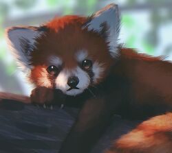 Rule 34 | 23i2ko, animal, animal focus, blurry, blurry background, canopy (forest), claws, day, forest, looking at viewer, nature, no humans, on log, orange eyes, original, outdoors, outstretched arm, painterly, red panda, whiskers